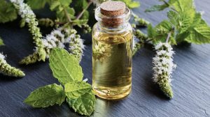 peppermint essential oil